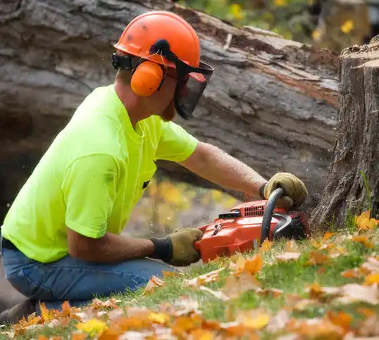 tree services Hudson